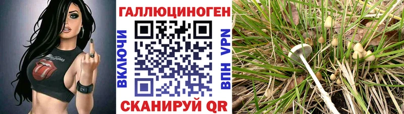 Галлюциногенные грибы Psilocybine cubensis  OMG вход  Гусев 
